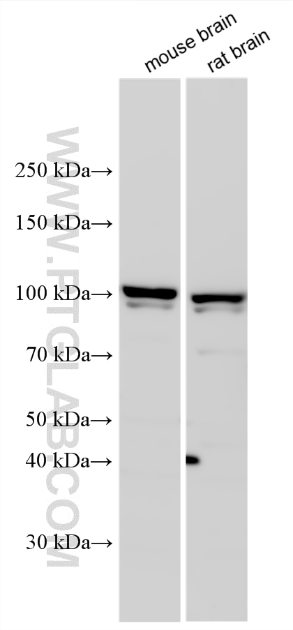 WB analysis using 14620-1-AP (same clone as 14620-1-PBS) Western Blot (WB) analysis of various lysates using TUBGCP5 Polyclonal antibody (14620-1-AP)