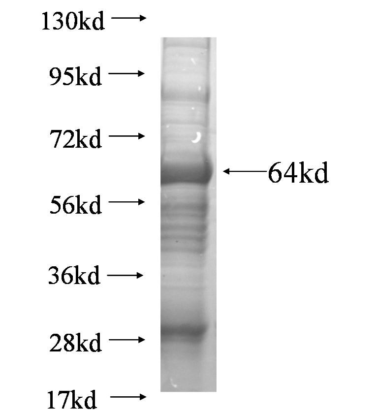 TUBGCP5 fusion protein Ag6248 SDS-PAGE