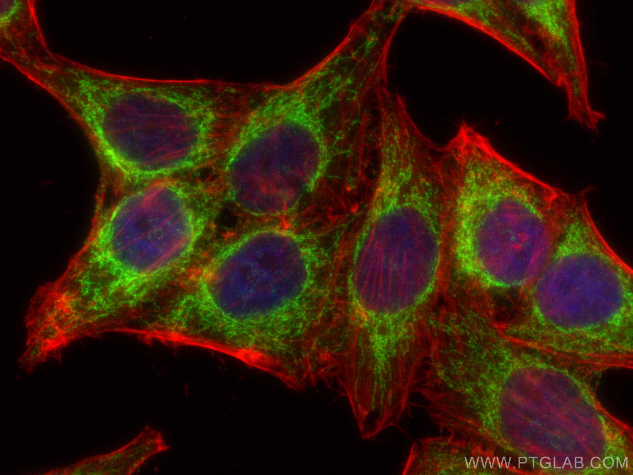 Immunofluorescence (IF) / fluorescent staining of HepG2 cells using TUFM Polyclonal antibody (26730-1-AP)