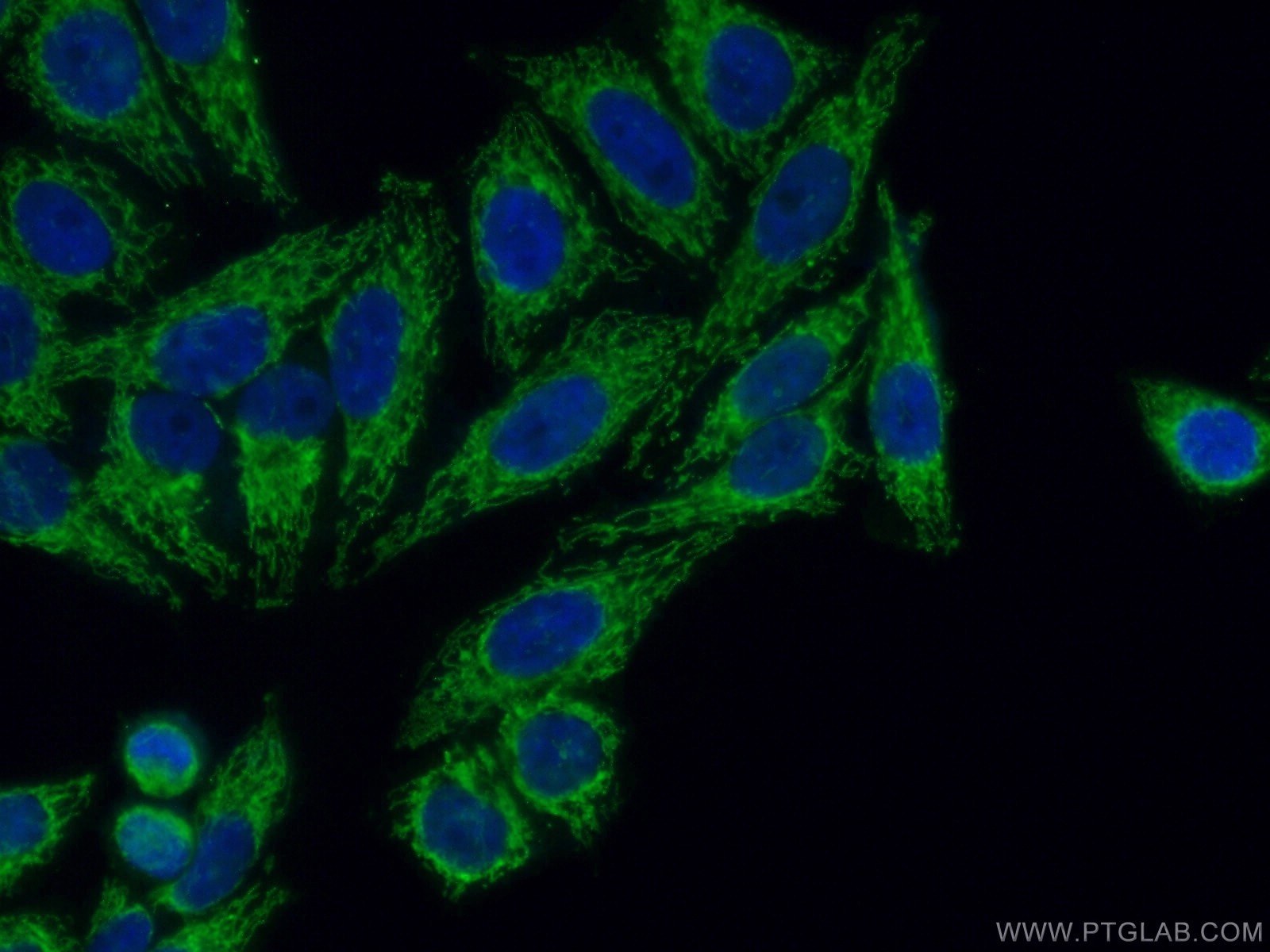 Immunofluorescence (IF) / fluorescent staining of HepG2 cells using TUFM Polyclonal antibody (26730-1-AP)
