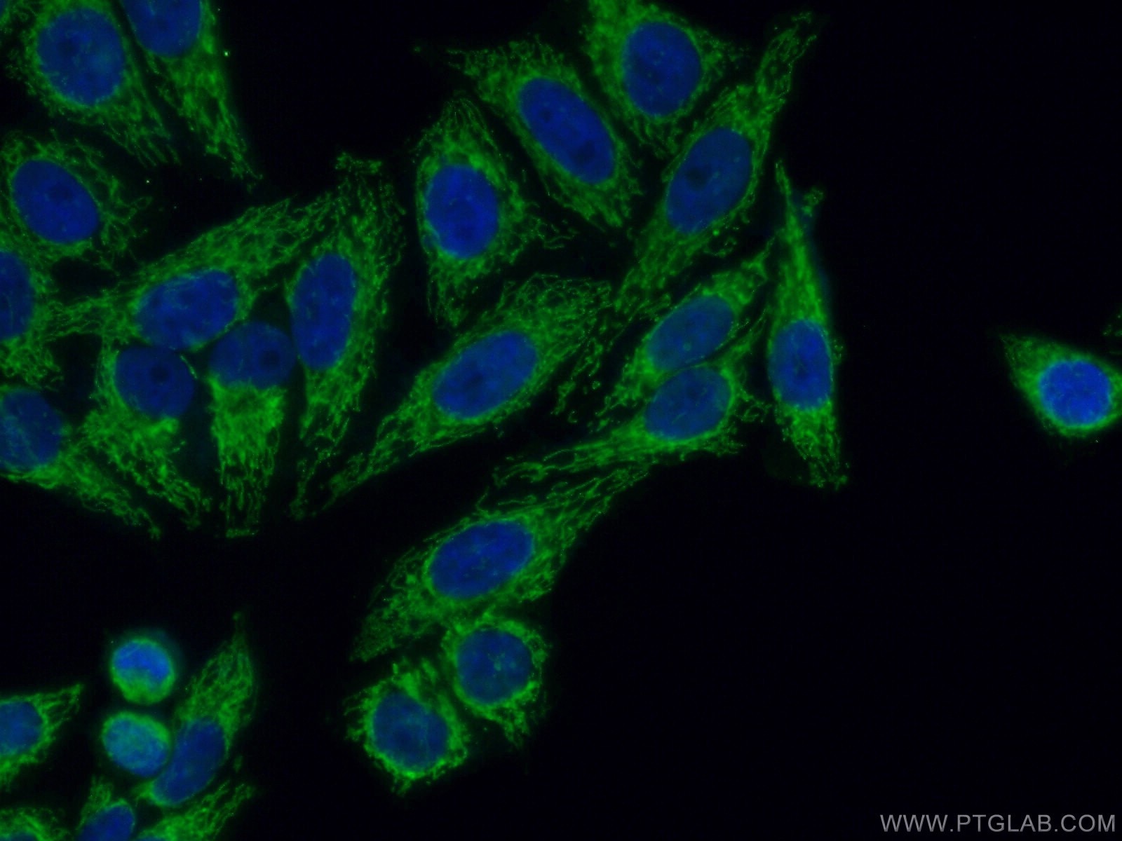 IF Staining of HepG2 using 26730-1-AP