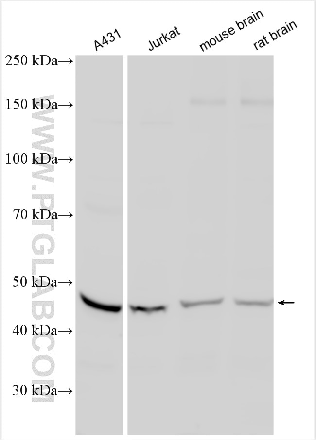 Western Blot (WB) analysis of various lysates using TUFM Polyclonal antibody (26730-1-AP)