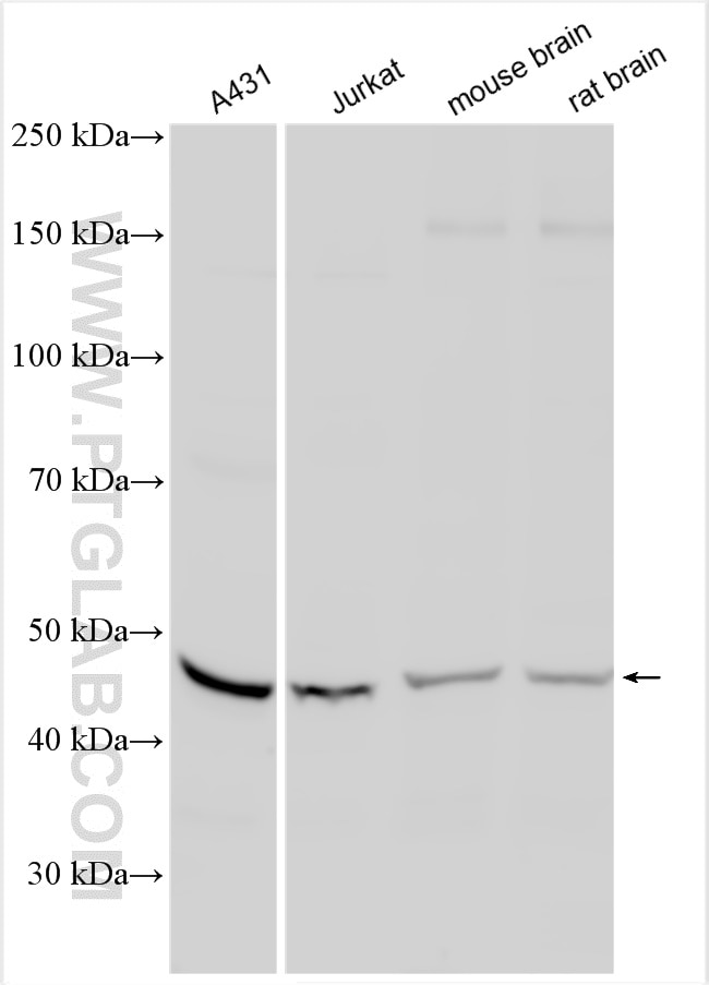 WB analysis using 26730-1-AP