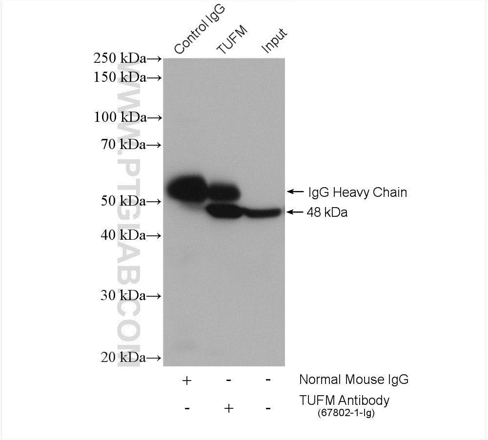Immunoprecipitation (IP) experiment of HepG2 cells using TUFM Monoclonal antibody (67802-1-Ig)