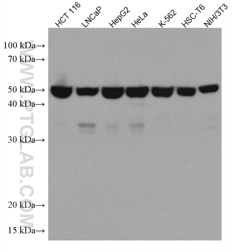 Western Blot (WB) analysis of various lysates using TUFM Monoclonal antibody (67802-1-Ig)
