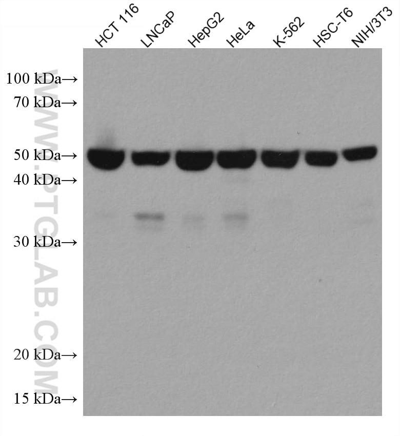 WB analysis using 67802-1-Ig