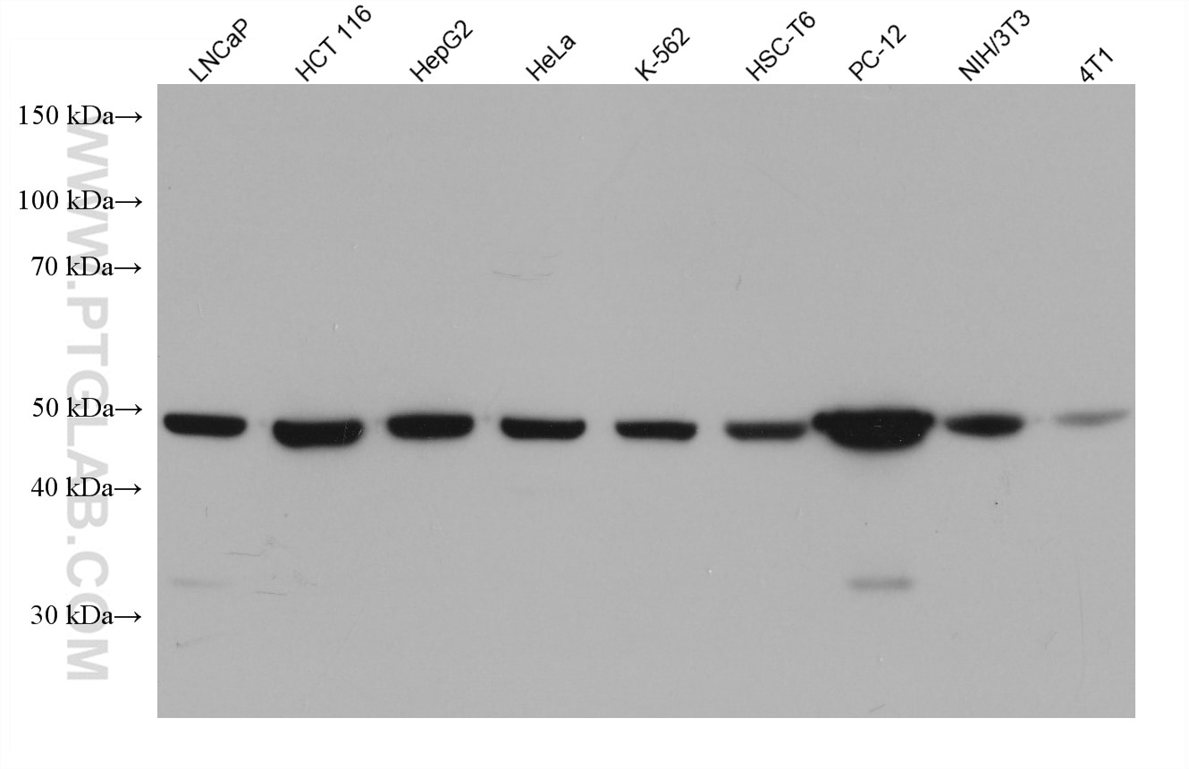 Western Blot (WB) analysis of various lysates using TUFM Monoclonal antibody (67802-1-Ig)