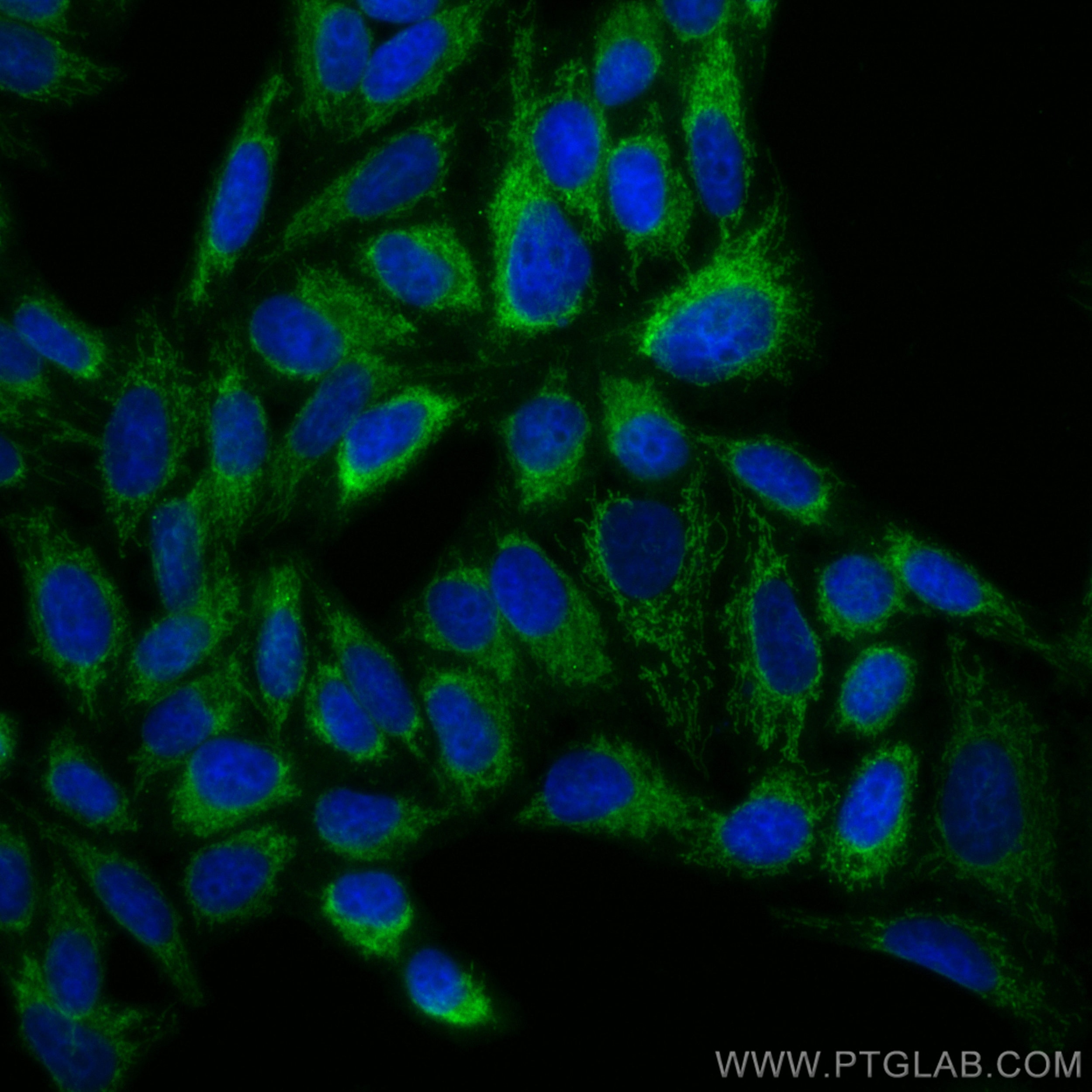 Immunofluorescence (IF) / fluorescent staining of HepG2 cells using CoraLite® Plus 488-conjugated TUFM Polyclonal anti (CL488-26730)