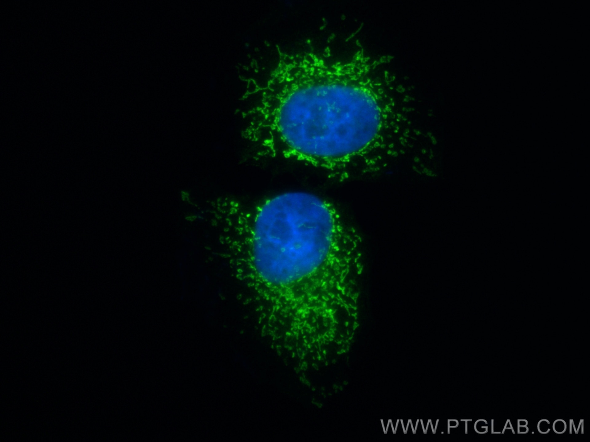 Immunofluorescence (IF) / fluorescent staining of HepG2 cells using CoraLite® Plus 488-conjugated TUFM Monoclonal anti (CL488-67802)