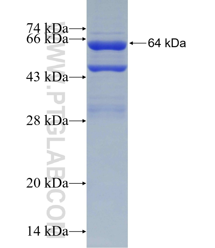 TUFM fusion protein Ag24976 SDS-PAGE