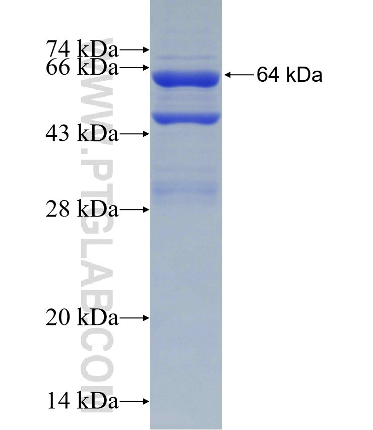 TUFM fusion protein Ag24976 SDS-PAGE