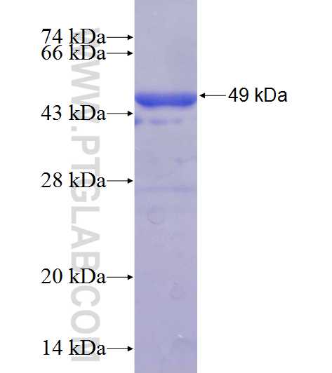 TUFM fusion protein Ag24981 SDS-PAGE