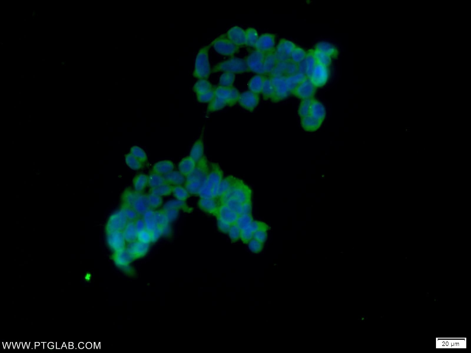 Immunofluorescence (IF) / fluorescent staining of HEK-293 cells using TUFT1 Polyclonal antibody (23385-1-AP)