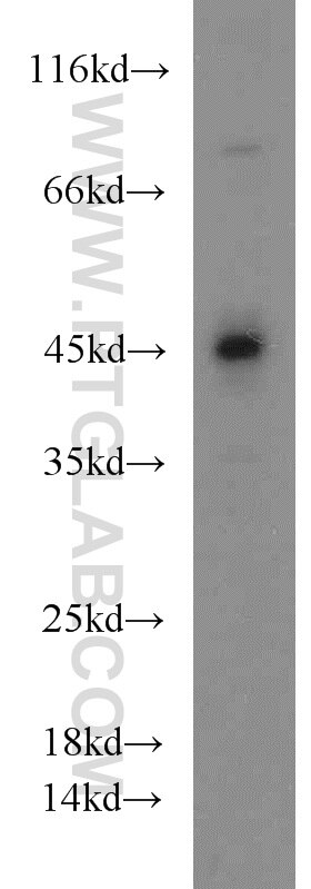 Western Blot (WB) analysis of HEK-293 cells using TUFT1 Polyclonal antibody (23385-1-AP)