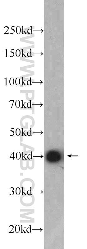 Western Blot (WB) analysis of HEK-293 cells using TUFT1 Polyclonal antibody (23385-1-AP)