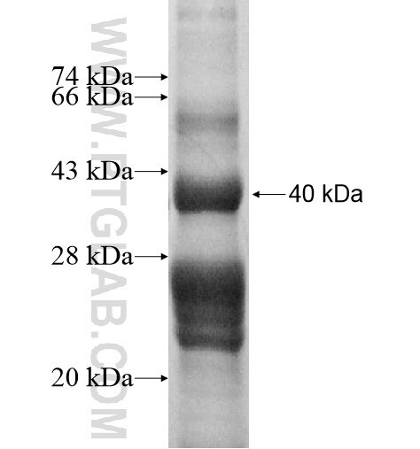 TUG1 fusion protein Ag13283 SDS-PAGE