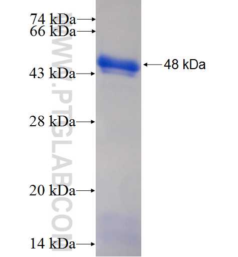 TULP1 fusion protein Ag5598 SDS-PAGE