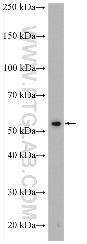 Western Blot (WB) analysis of PC-3 cells using TULP2 Polyclonal antibody (12668-1-AP)