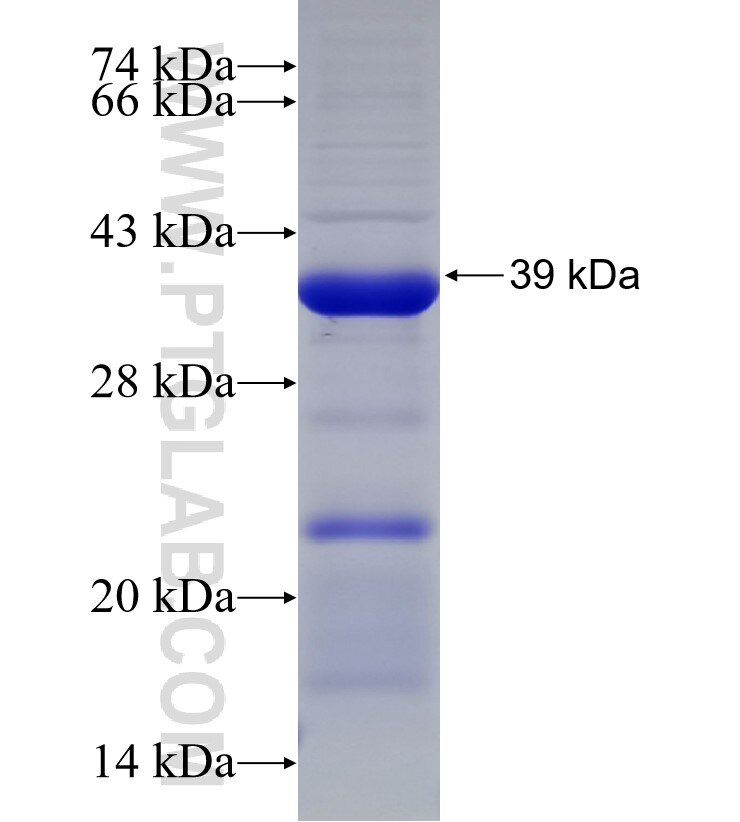 TULP2 fusion protein Ag33166 SDS-PAGE