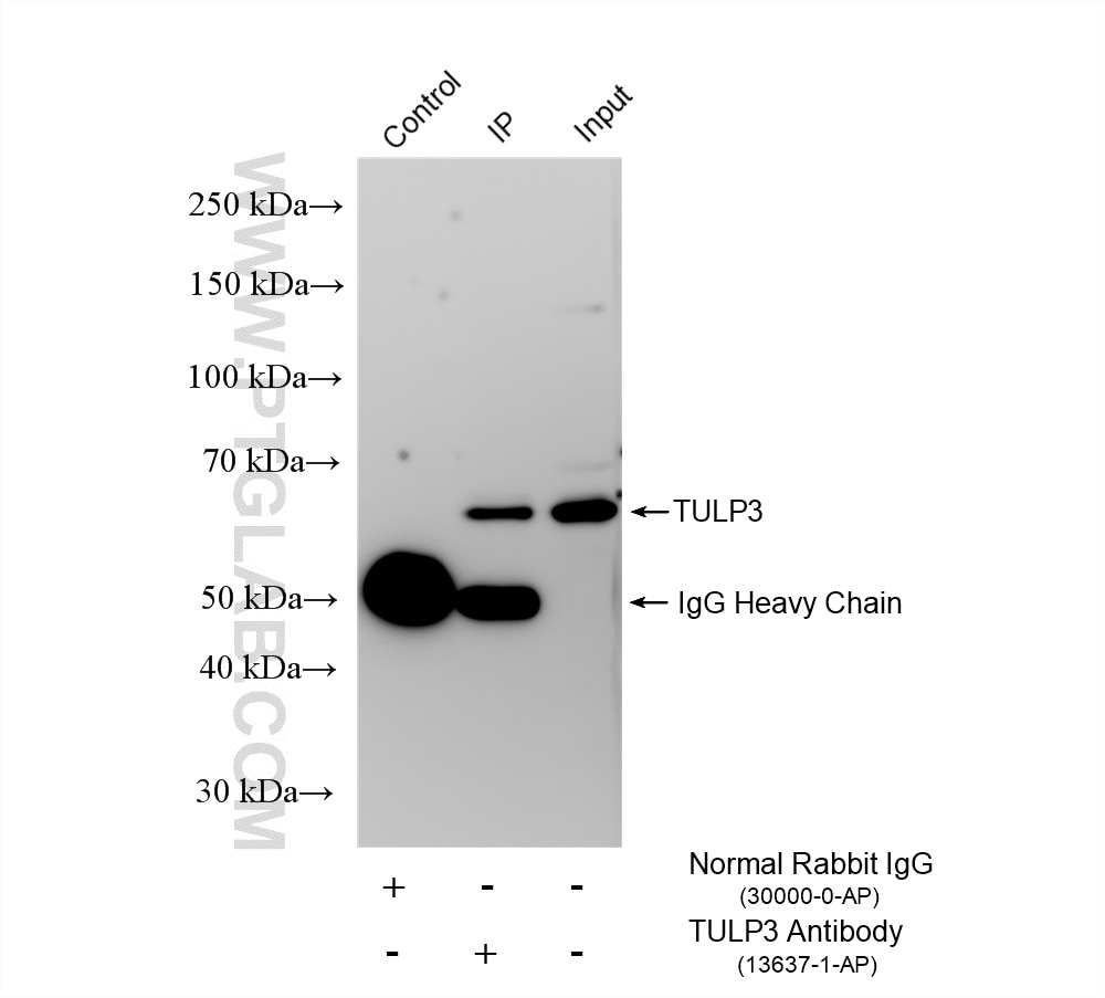 Immunoprecipitation (IP) experiment of SH-SY5Y cells using TULP3 Polyclonal antibody (13637-1-AP)