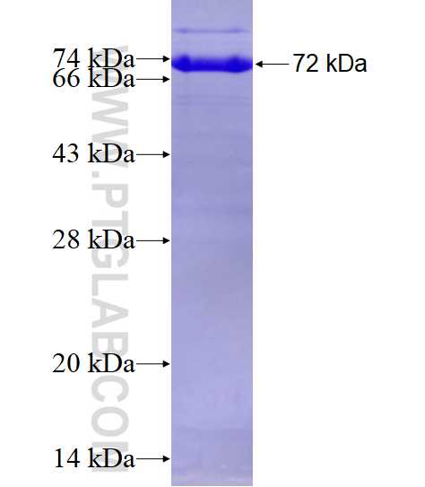 TULP3 fusion protein Ag4570 SDS-PAGE