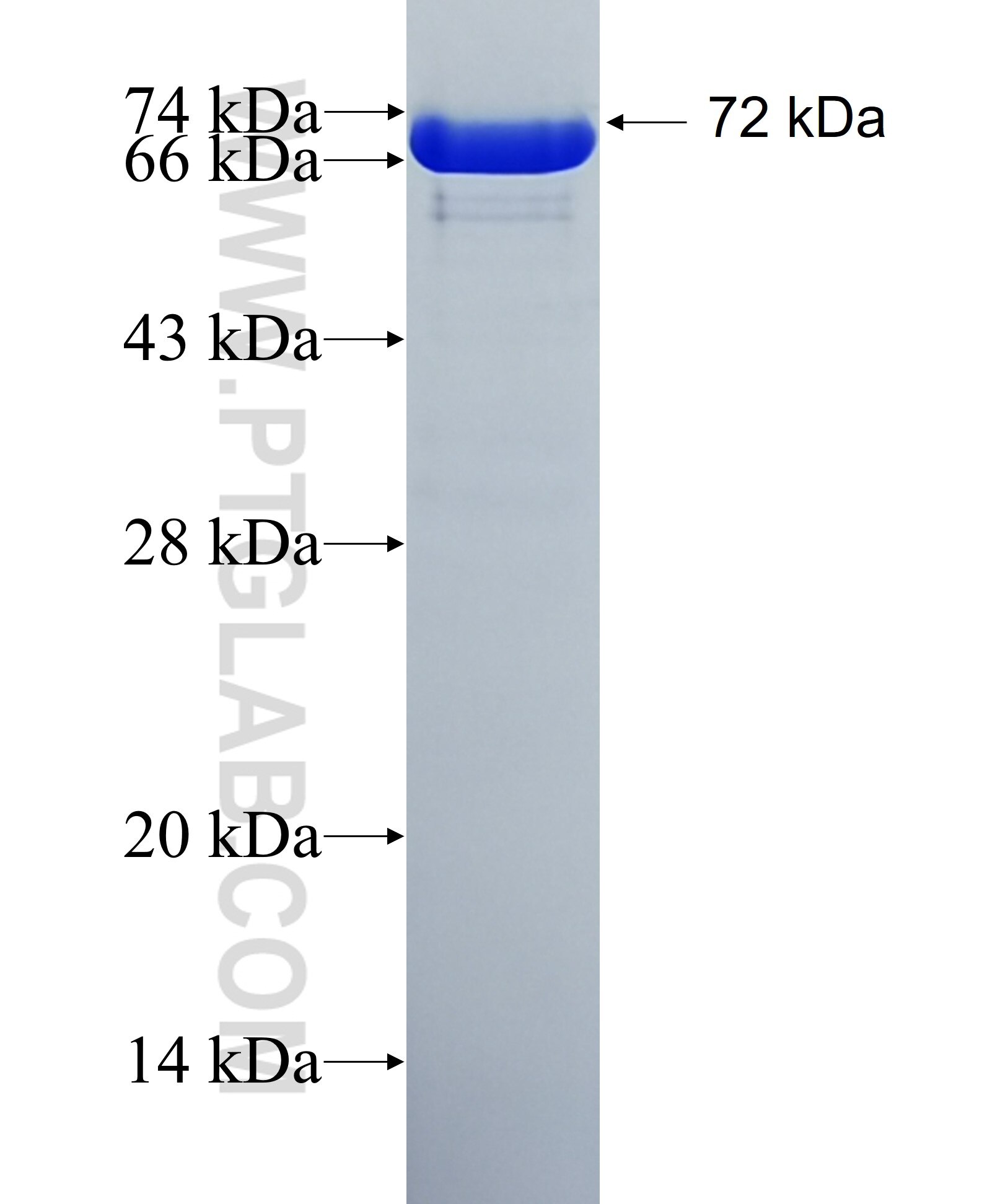 TULP3 fusion protein Ag4570 SDS-PAGE