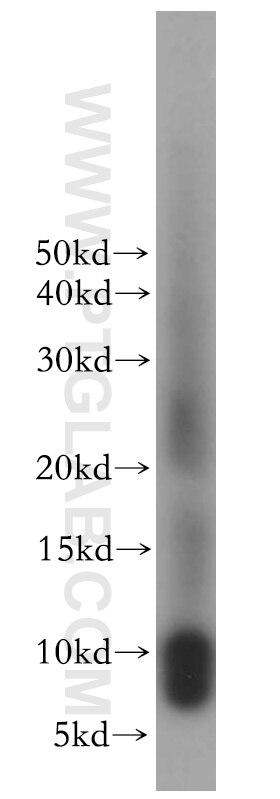 Western Blot (WB) analysis of human heart tissue using TUSC2 Polyclonal antibody (11538-1-AP)