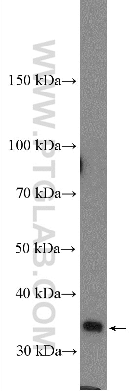 Western Blot (WB) analysis of rat testis tissue using TUSC3 Polyclonal antibody (16039-1-AP)