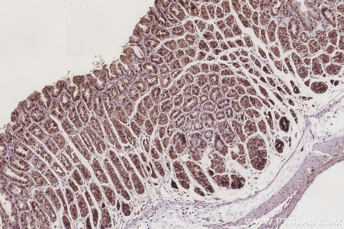 Immunohistochemistry (IHC) staining of mouse stomach tissue using TUSC3 Monoclonal antibody (67382-1-Ig)