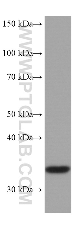 Western Blot (WB) analysis of human placenta tissue using TUSC3 Monoclonal antibody (67382-1-Ig)