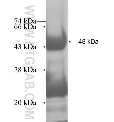 TUSC3 fusion protein Ag8912 SDS-PAGE