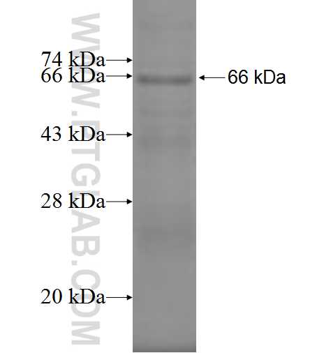 TUSC4 fusion protein Ag9372 SDS-PAGE