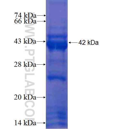 TUSC4 fusion protein Ag9505 SDS-PAGE