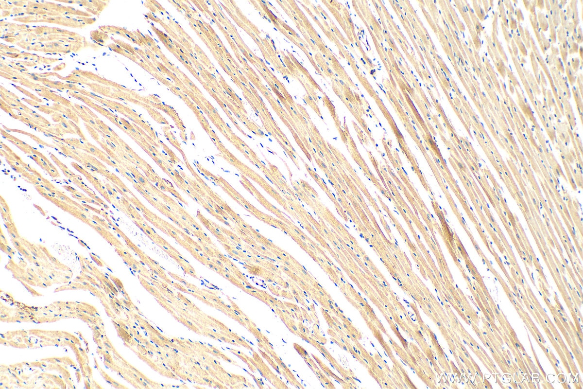 IHC staining of mouse heart using 19836-1-AP