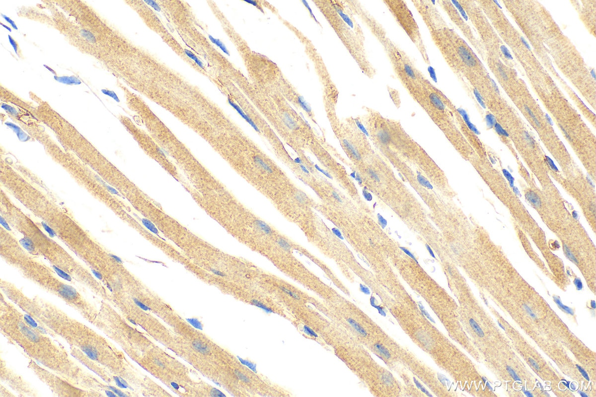 IHC staining of mouse heart using 19836-1-AP