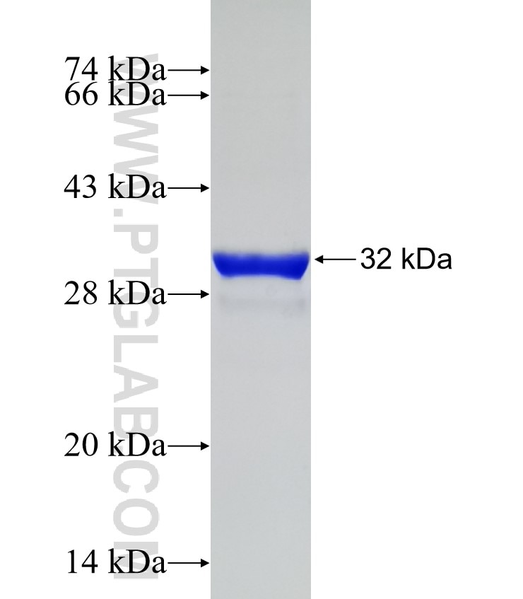 TWEAKR fusion protein Ag13823 SDS-PAGE