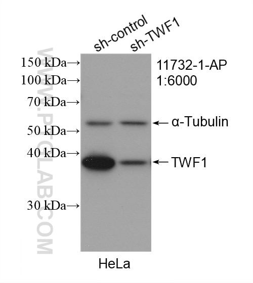 Western Blot (WB) analysis of HeLa cells using TWF1 Polyclonal antibody (11732-1-AP)