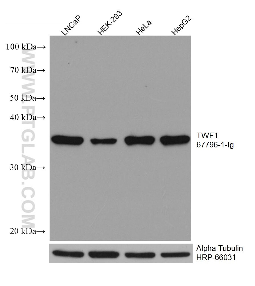 Western Blot (WB) analysis of various lysates using TWF1 Monoclonal antibody (67796-1-Ig)
