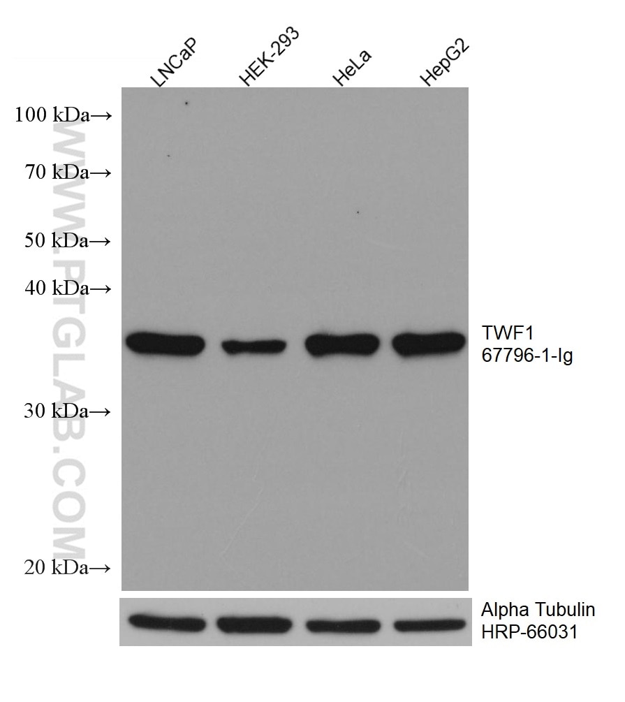 WB analysis using 67796-1-Ig