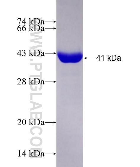 TWF1 fusion protein Ag28630 SDS-PAGE