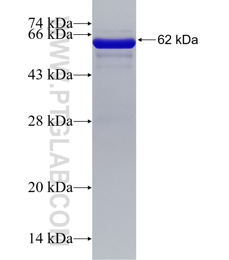 TWF1 fusion protein Ag33032 SDS-PAGE TWF1 fusion protein Ag33032 SDS-PAGE