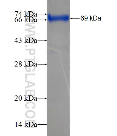 TWF1 fusion protein Ag2332 SDS-PAGE