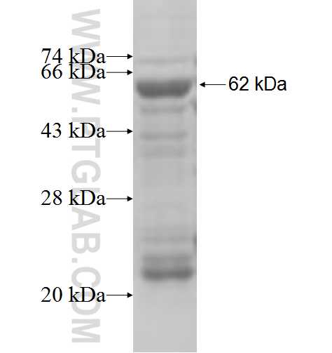 TWF2 fusion protein Ag6553 SDS-PAGE