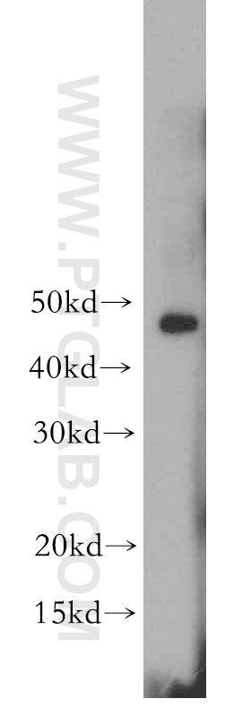 Western Blot (WB) analysis of PC-3 cells using TWIST1 Polyclonal antibody (18125-1-AP)