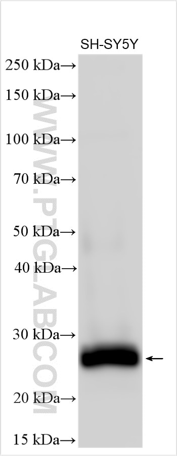 WB analysis of SH-SY5Y using 25465-1-AP