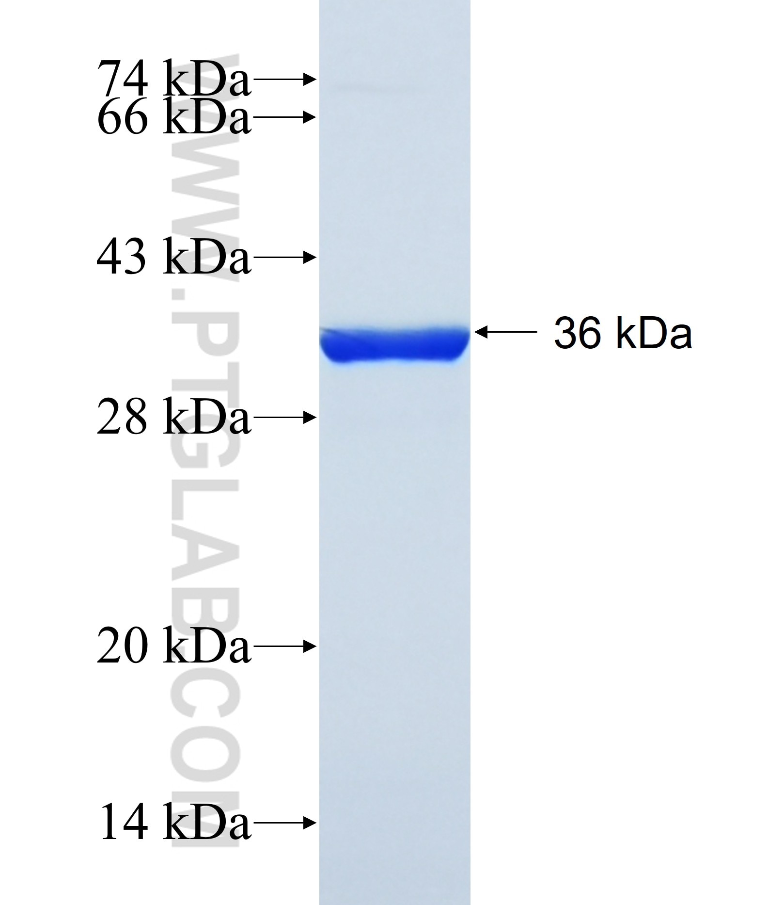 TWIST1 fusion protein Ag21922 SDS-PAGE TWIST1 fusion protein Ag21922 SDS-PAGE