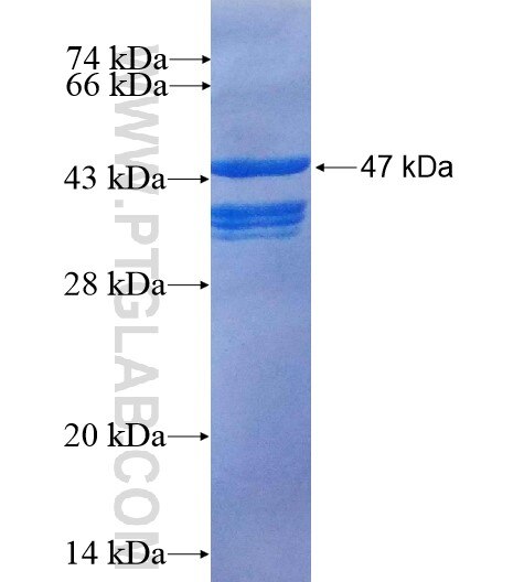TWIST1 fusion protein Ag12700 SDS-PAGE