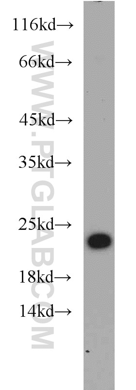 Western Blot (WB) analysis of NIH/3T3 cells using TWIST2 Polyclonal antibody (11752-1-AP)