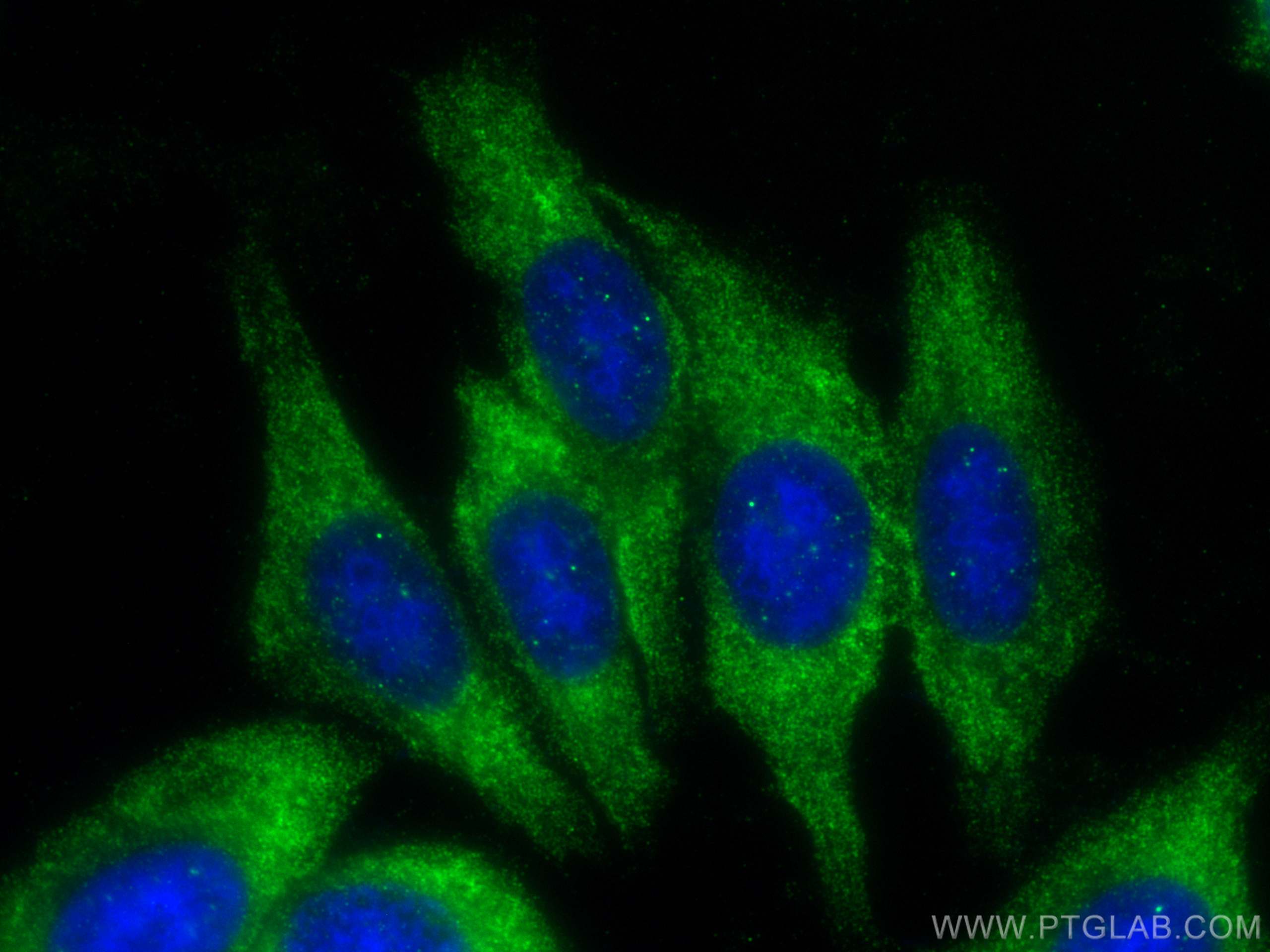 IF Staining of HepG2 using 66544-1-Ig