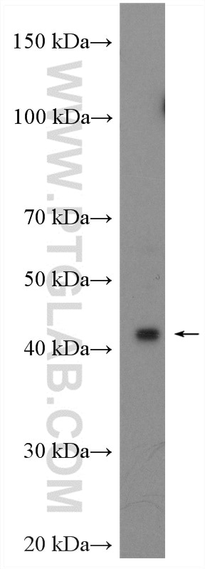 Western Blot (WB) analysis of HeLa cells using TWISTNB Polyclonal antibody (22784-1-AP)